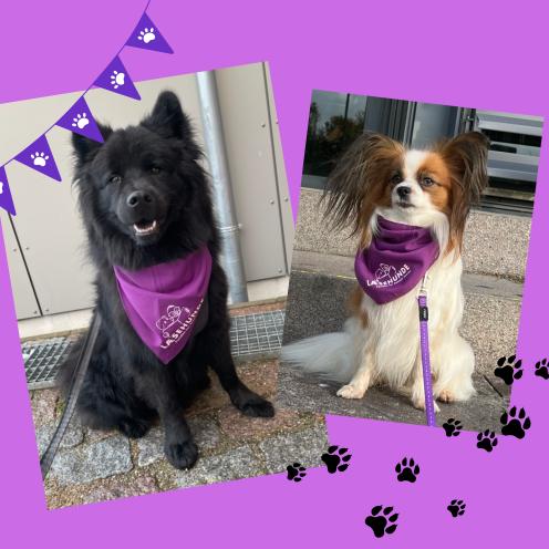 Læsehundene Buddy og Dee Dee